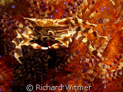 Zebra Crab on a Fire Urchin.  G9/Ikelite DS160/UCL 165. N... by Richard Witmer 